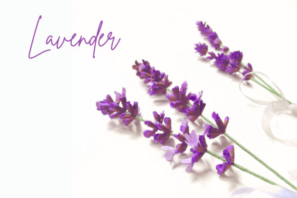 Download Sprig of Lavender - Realistic Flower - Flower Collection